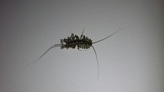 Allothereua