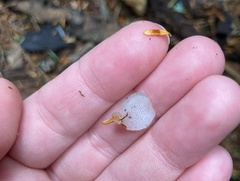 Pseudohydnum gelatinosum