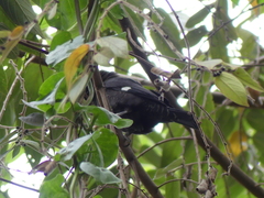 Amblyospiza albifrons
