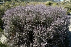 Muraltia spinosa