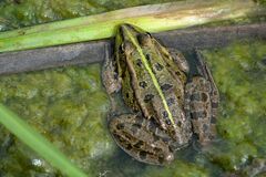 Pelophylax ridibundus