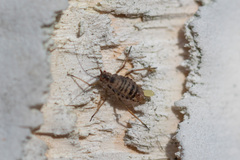 Euceraphis