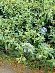Duranta erecta
