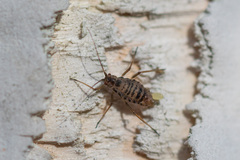 Euceraphis