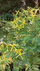 Senecio ovatus