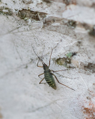 Euceraphis