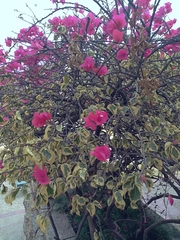 Bougainvillea glabra