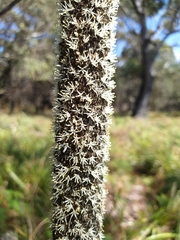 Xanthorrhoea concava