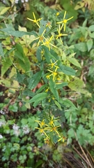 Senecio ovatus
