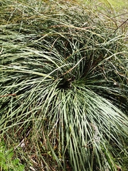 Xanthorrhoea concava