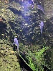 Oxyeleotris lineolata