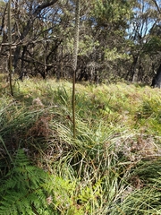 Xanthorrhoea concava