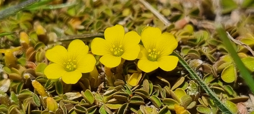 Oxalis exilis