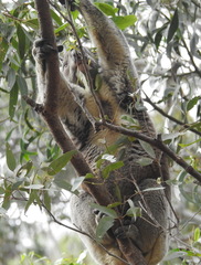 Phascolarctos cinereus