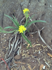 Hypoxis