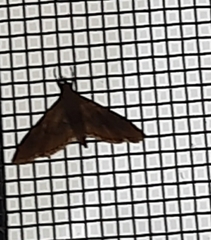 Herpetogramma licarsisalis