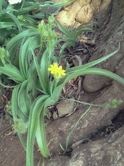 Hypoxis