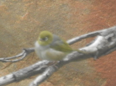 Zosterops lateralis