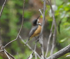 Acanthorhynchus tenuirostris