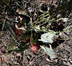 Protea acaulos