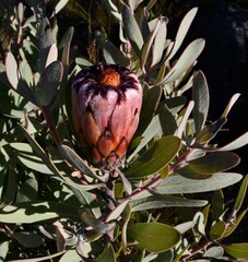 Protea laurifolia