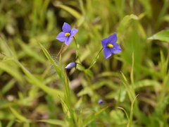 Exacum pumilum