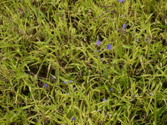 Exacum pumilum