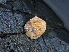 Nerita plicata