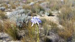 Lachnaea filamentosa