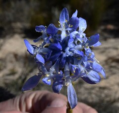 Lachnaea filamentosa