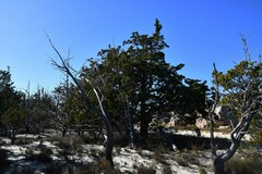 Widdringtonia wallichii