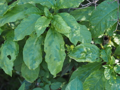 Pokeweed mosaic virus