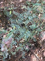 Prosopis glandulosa