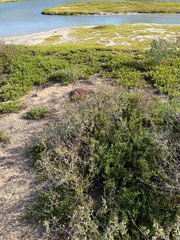 Chenopodium oahuense