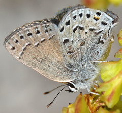 Satyrium behrii