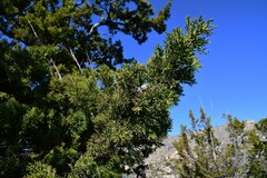 Widdringtonia wallichii