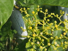Causonis japonica