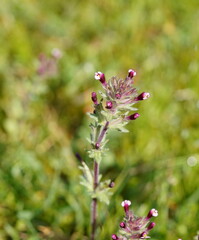 Parentucellia latifolia