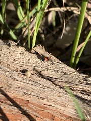 Dicranolaius bellulus