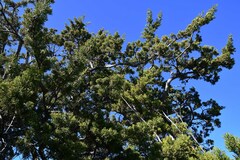 Widdringtonia wallichii