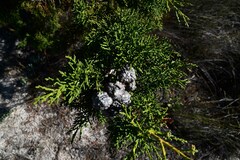 Widdringtonia wallichii