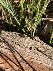 Dicranolaius bellulus