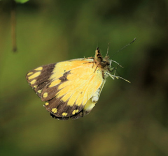 Belenois creona severina