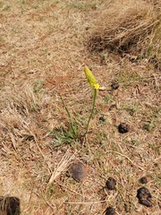 Bulbine abyssinica