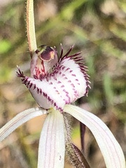 Caladenia venusta
