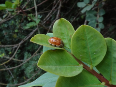 Harmonia quadripunctata