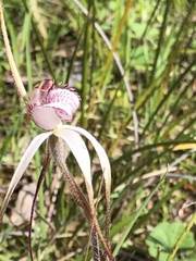 Caladenia venusta
