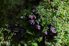Hymenochaete rubiginosa