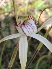 Caladenia venusta