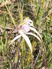 Caladenia venusta